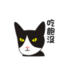 wang wang cat（個別スタンプ：10）