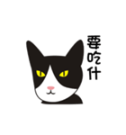 wang wang cat（個別スタンプ：11）