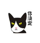 wang wang cat（個別スタンプ：12）