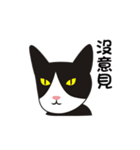 wang wang cat（個別スタンプ：13）