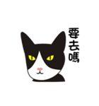 wang wang cat（個別スタンプ：14）