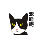 wang wang cat（個別スタンプ：17）