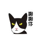 wang wang cat（個別スタンプ：27）