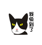 wang wang cat（個別スタンプ：29）