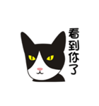 wang wang cat（個別スタンプ：30）