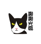 wang wang cat（個別スタンプ：34）