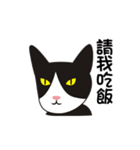 wang wang cat（個別スタンプ：35）