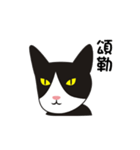 wang wang cat（個別スタンプ：36）