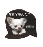 チワワのココナッツくん（個別スタンプ：6）