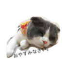 ねこのかずお（個別スタンプ：6）