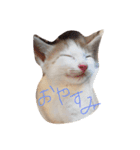 おもしろねこ（個別スタンプ：2）