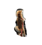 柴犬ももの日常（個別スタンプ：4）