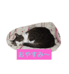 動物 トーク（個別スタンプ：2）