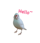 Wawa of white Java sparrow（個別スタンプ：1）