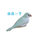 Wawa of white Java sparrow（個別スタンプ：7）