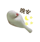 Wawa of white Java sparrow（個別スタンプ：8）