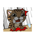 ChaoHu ＆ DaiDai the mix cat's daily life（個別スタンプ：17）
