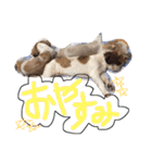 ガツ一族（個別スタンプ：2）