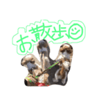 ガツ一族（個別スタンプ：37）