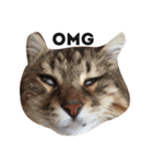mycatstampcute（個別スタンプ：1）