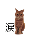 mycatstampcute（個別スタンプ：2）
