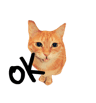 mycatstampcute（個別スタンプ：4）