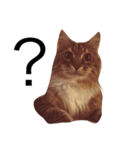 mycatstampcute（個別スタンプ：5）