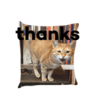 mycatstampcute（個別スタンプ：6）