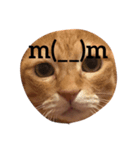 mycatstampcute（個別スタンプ：7）