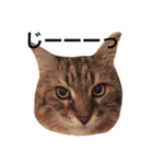 mycatstampcute（個別スタンプ：8）