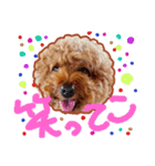 Happy Atsushi（個別スタンプ：7）