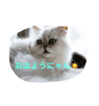 わがまま猫のポー君（個別スタンプ：1）