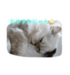 わがまま猫のポー君（個別スタンプ：2）