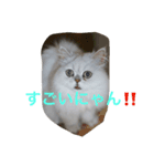 わがまま猫のポー君（個別スタンプ：3）