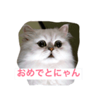 わがまま猫のポー君（個別スタンプ：4）