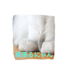 わがまま猫のポー君（個別スタンプ：6）