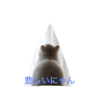 わがまま猫のポー君（個別スタンプ：8）