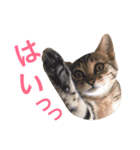 リアル子猫 キジトラあんこちゃん（個別スタンプ：13）