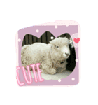 アニまるっ❁﻿（個別スタンプ：7）