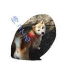 柴犬ももの日常☆（個別スタンプ：15）