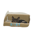 はちぱにまにあ（個別スタンプ：13）
