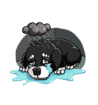Various Facial Expressions Cute Cute Dog（個別スタンプ：13）