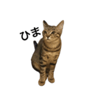 おてんば猫『姫』（個別スタンプ：1）