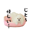 白ポメは世界を救う（個別スタンプ：11）