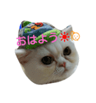 エキゾチックショートヘアのみるちゃん（個別スタンプ：11）