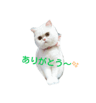エキゾチックショートヘアのみるちゃん（個別スタンプ：12）