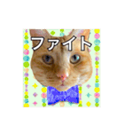 猫のダイナ君（個別スタンプ：12）