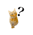 猫のダイナ君（個別スタンプ：25）