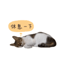 Curry Dessert's Cats Home - Lively Cats1（個別スタンプ：29）