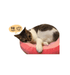 Curry Dessert's Cats Home - Lively Cats1（個別スタンプ：36）